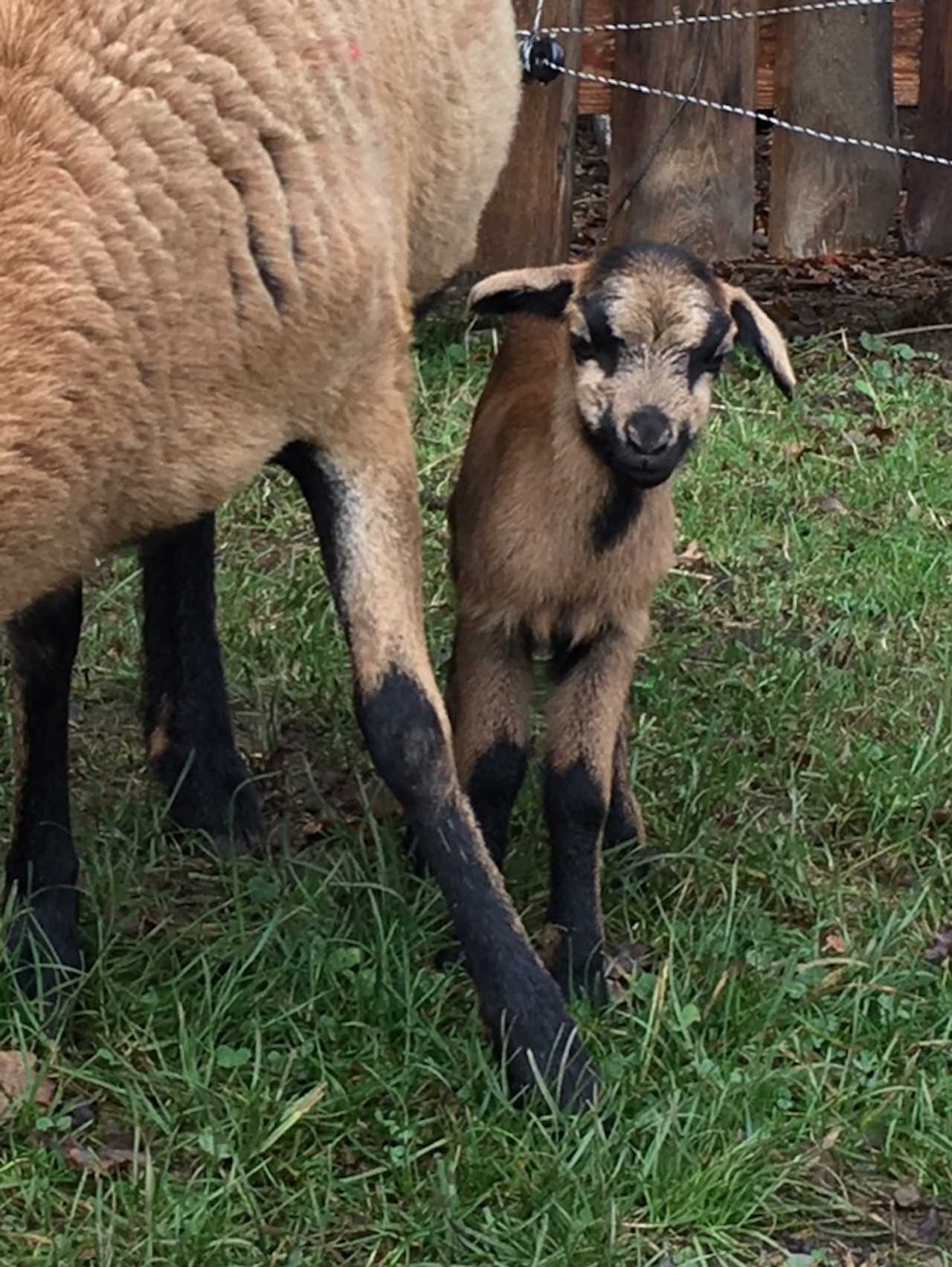 Varm - the vegan farm - a kind of sanctuary for animals and humans