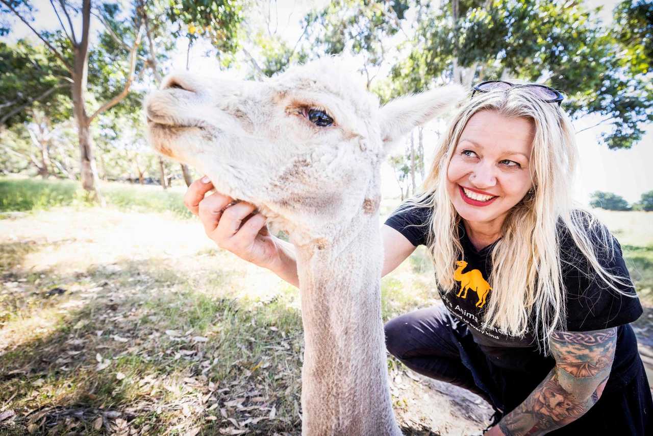 Galahad's Animal Sanctuary B&B