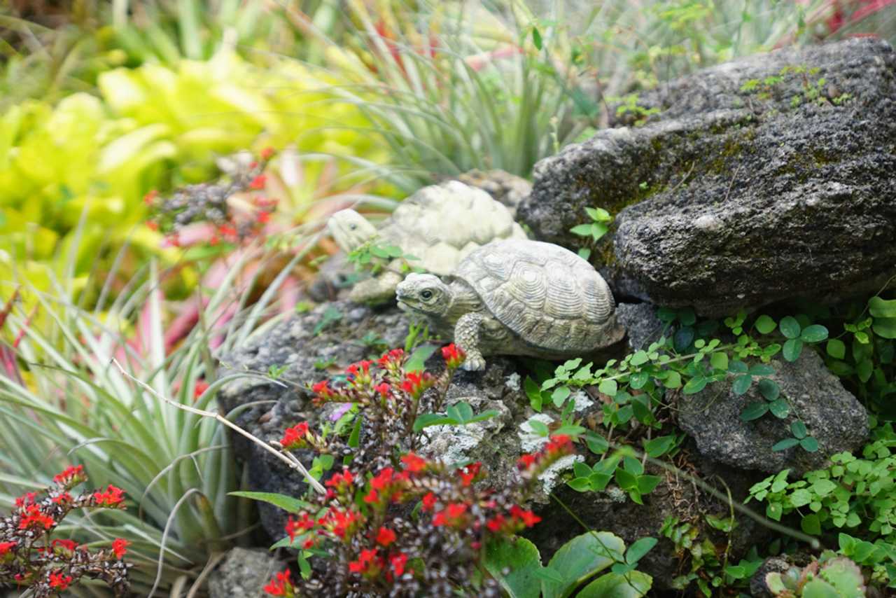 Sacred Healthy Home Garden Oasis Plant-based Retreat!