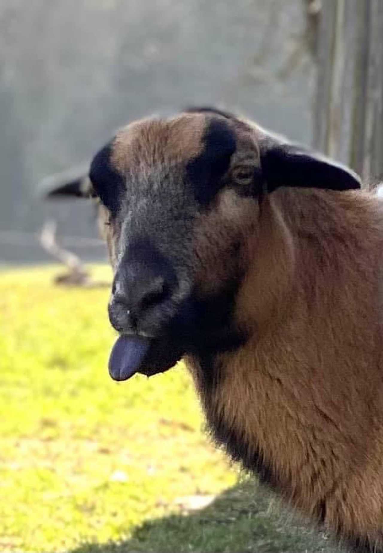 Varm - the vegan farm - a kind of sanctuary for animals and humans