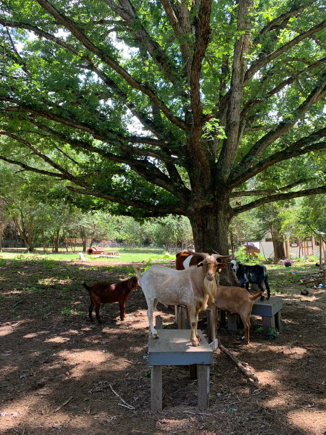 Unique Glamping Tent at Farm Sanctuary 