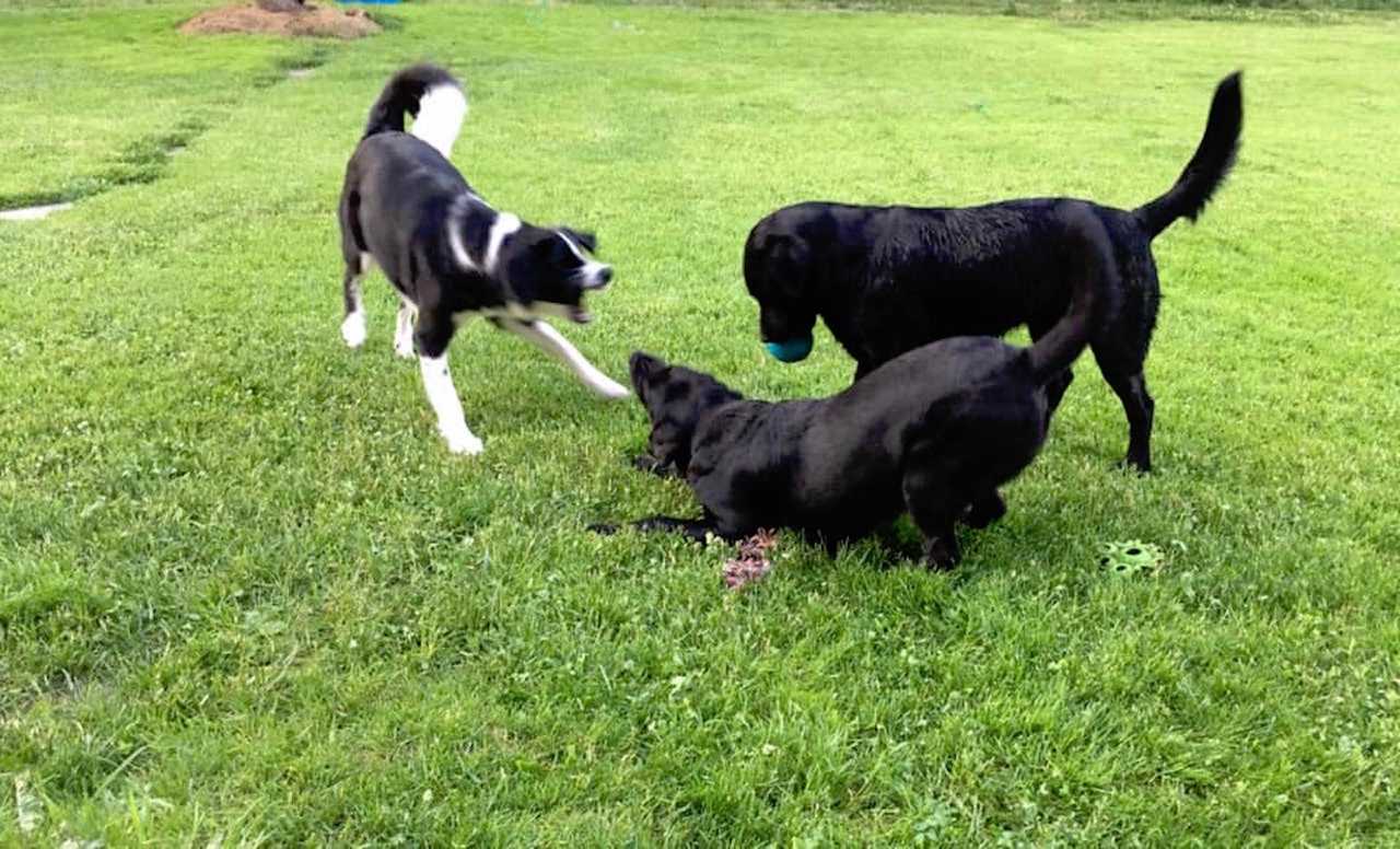 Varm - the vegan farm - a kind of sanctuary for animals and humans