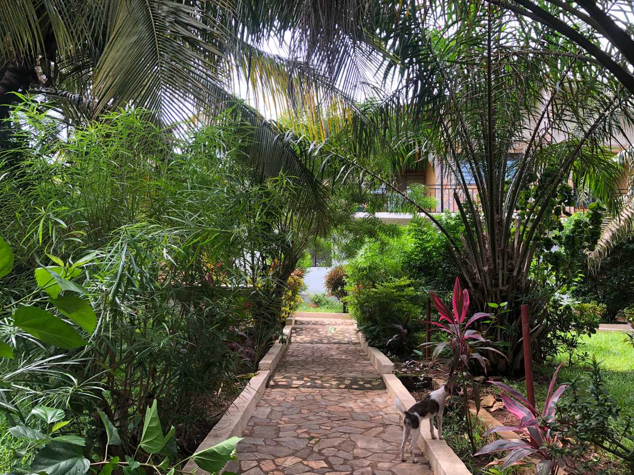 Vegan Garden Apartments in the green suburbs of Accra, Ghana & Airport Pickup! 
