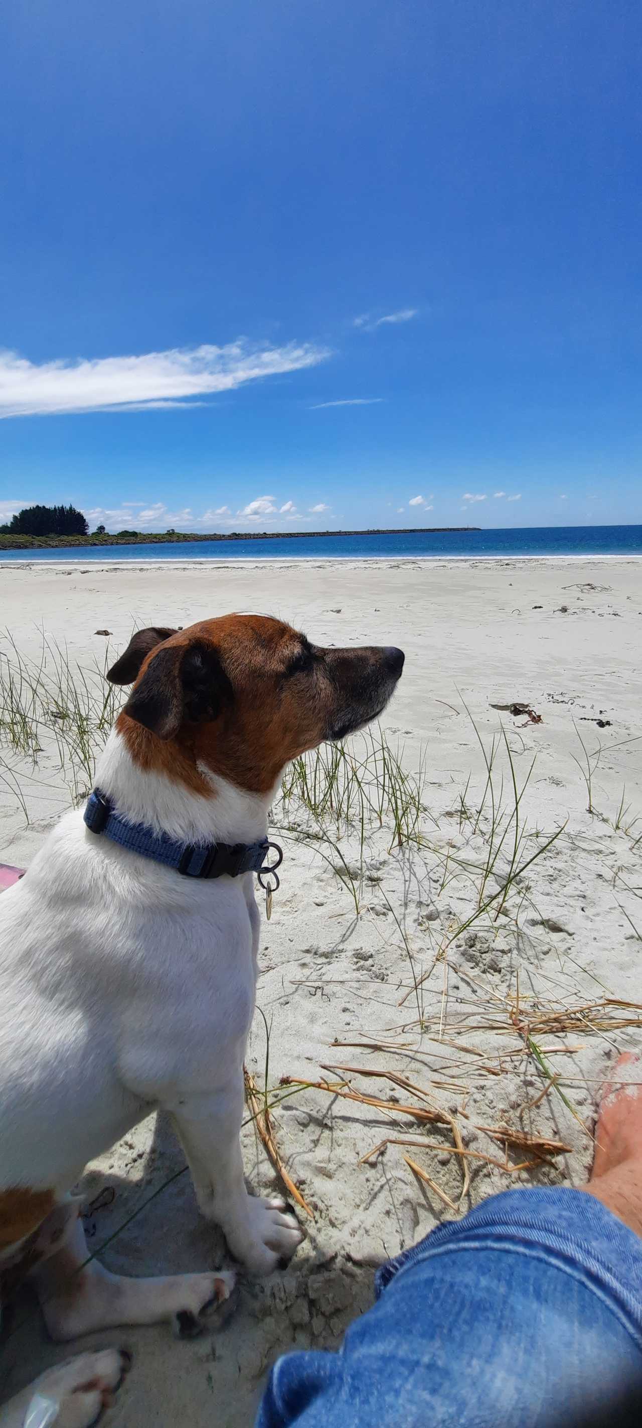 Little Blue Beach Batch. Organic veg garden, dogs, beach access, infrared sauna