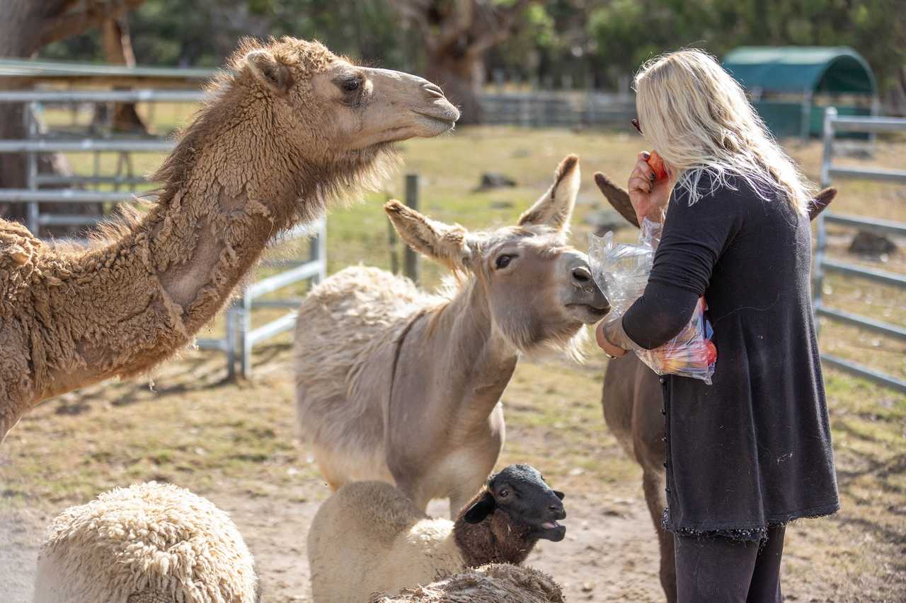 Galahad's Animal Sanctuary B&B