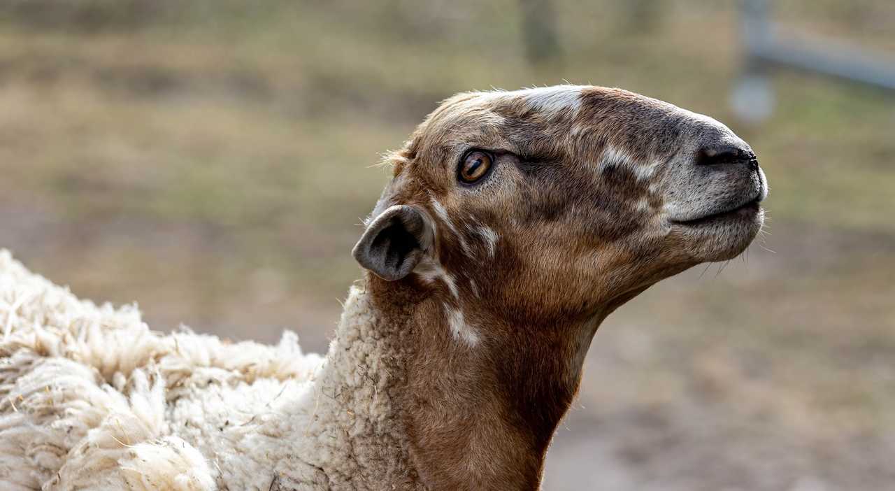 Galahad's Animal Sanctuary B&B