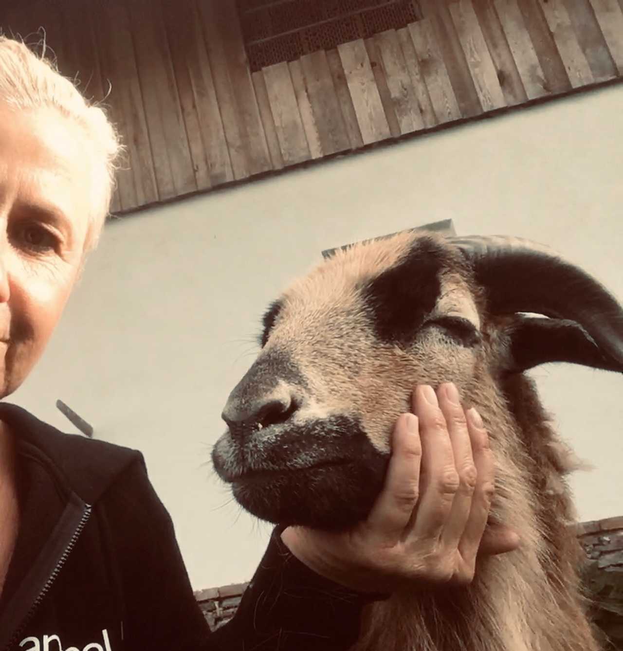 Varm - the vegan farm - a kind of sanctuary for animals and humans