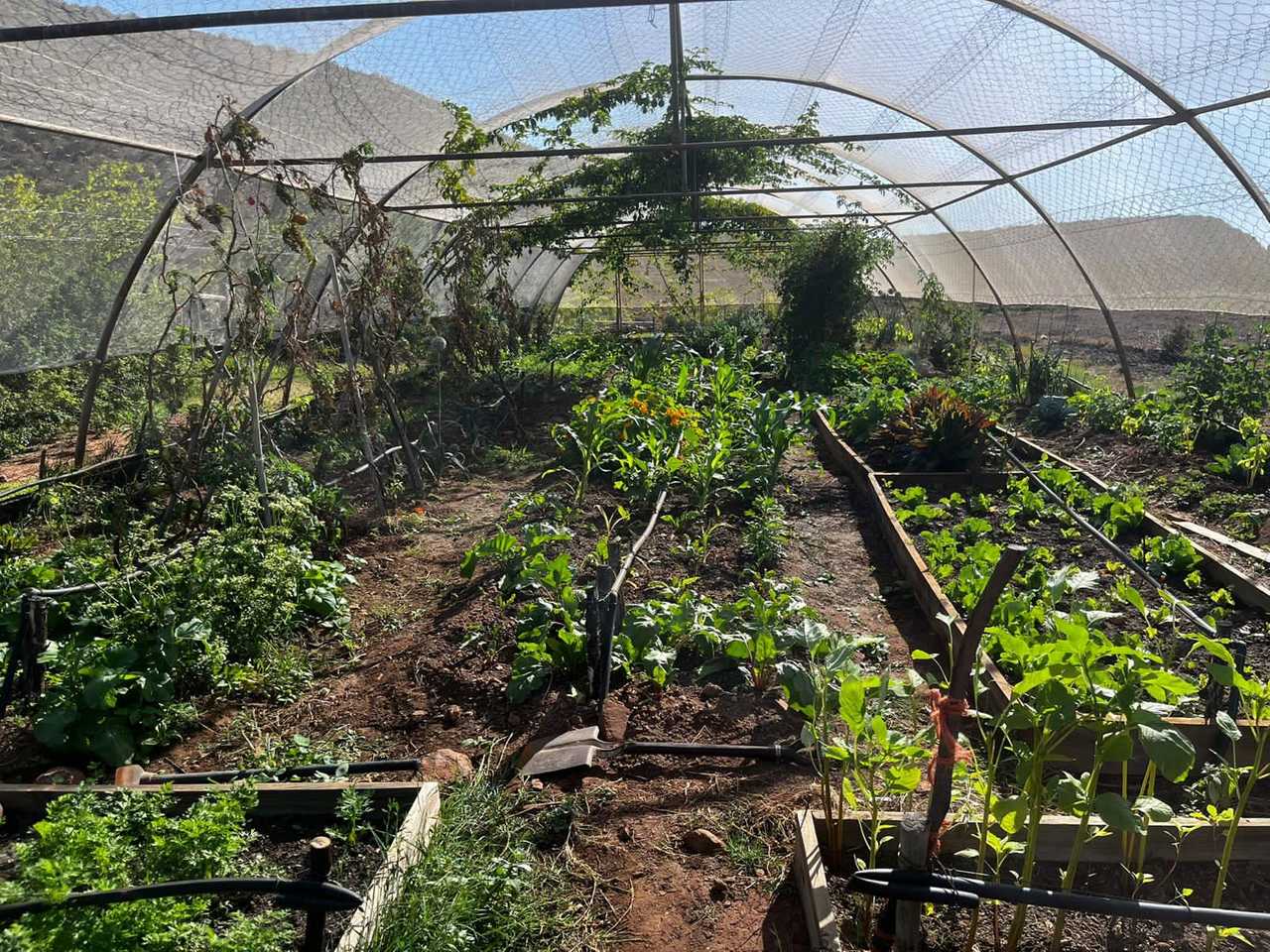Luxury Tents @ Ricky's Drift Vegan Farm and Animal Sanctuary