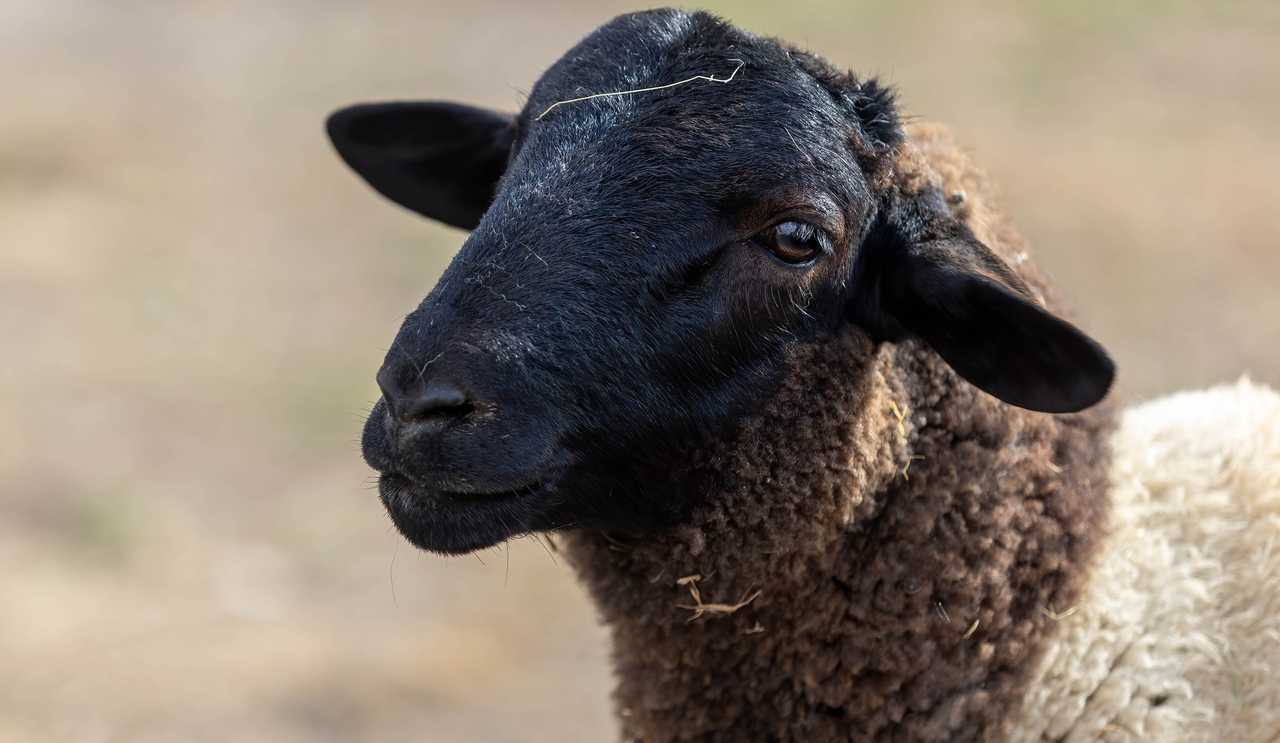 Galahad's Animal Sanctuary B&B