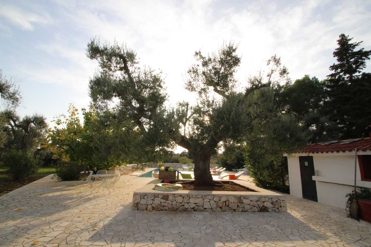Luxury villa in midst of an ancient olive grove, ideal for families