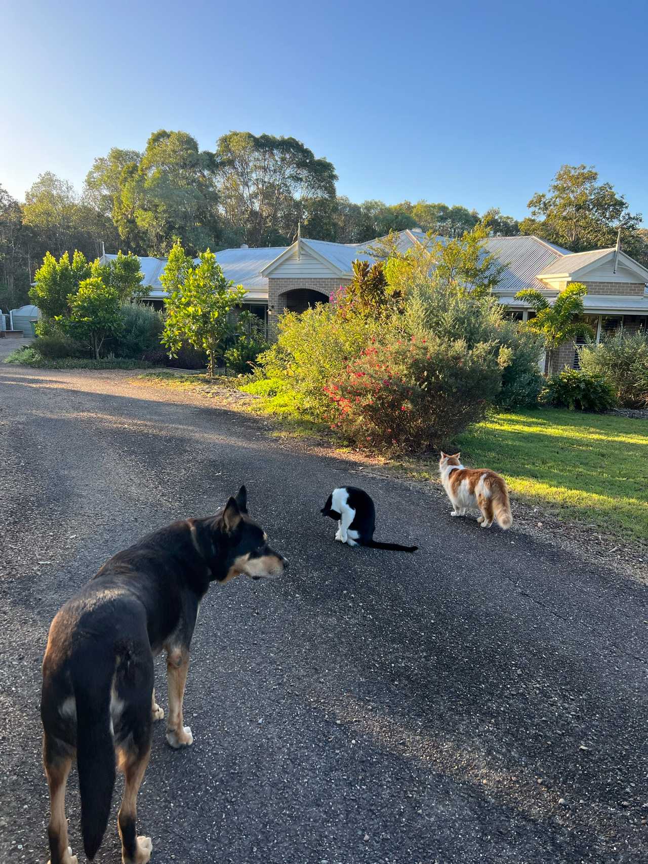 Tranquil Vegan B&B in Noosa region.  In house hospitality and charm 