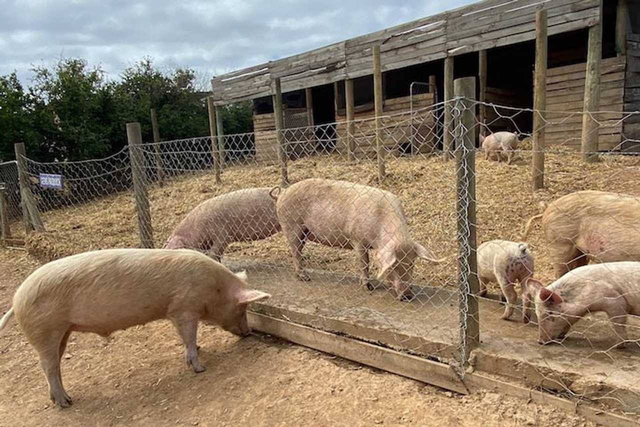 Private Room On Farm Animal Sanctuary W/ Spectacular Views of Mountains