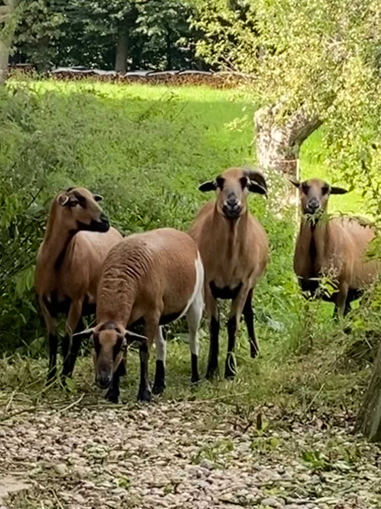 Varm - the vegan farm - a kind of sanctuary for animals and humans