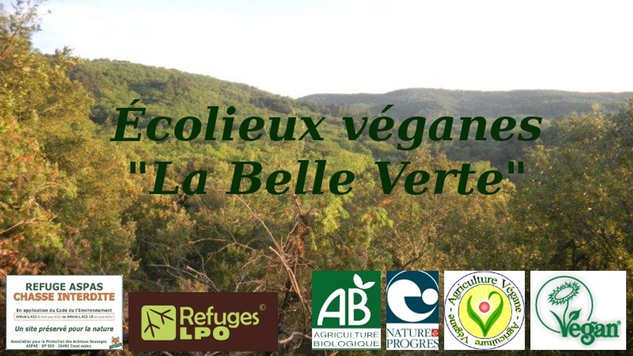 Vegan Eco-place in a beautiful forest
