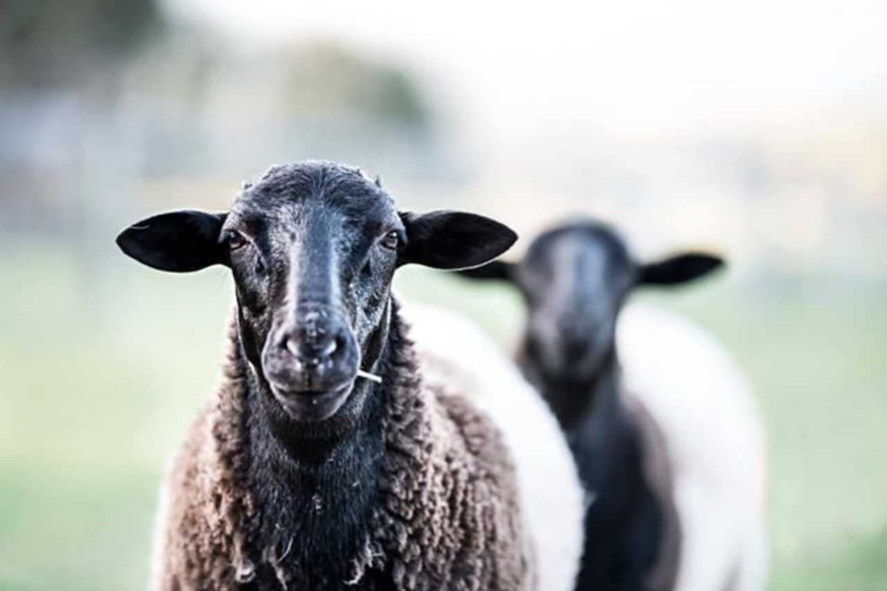 Galahad's Animal Sanctuary B&B