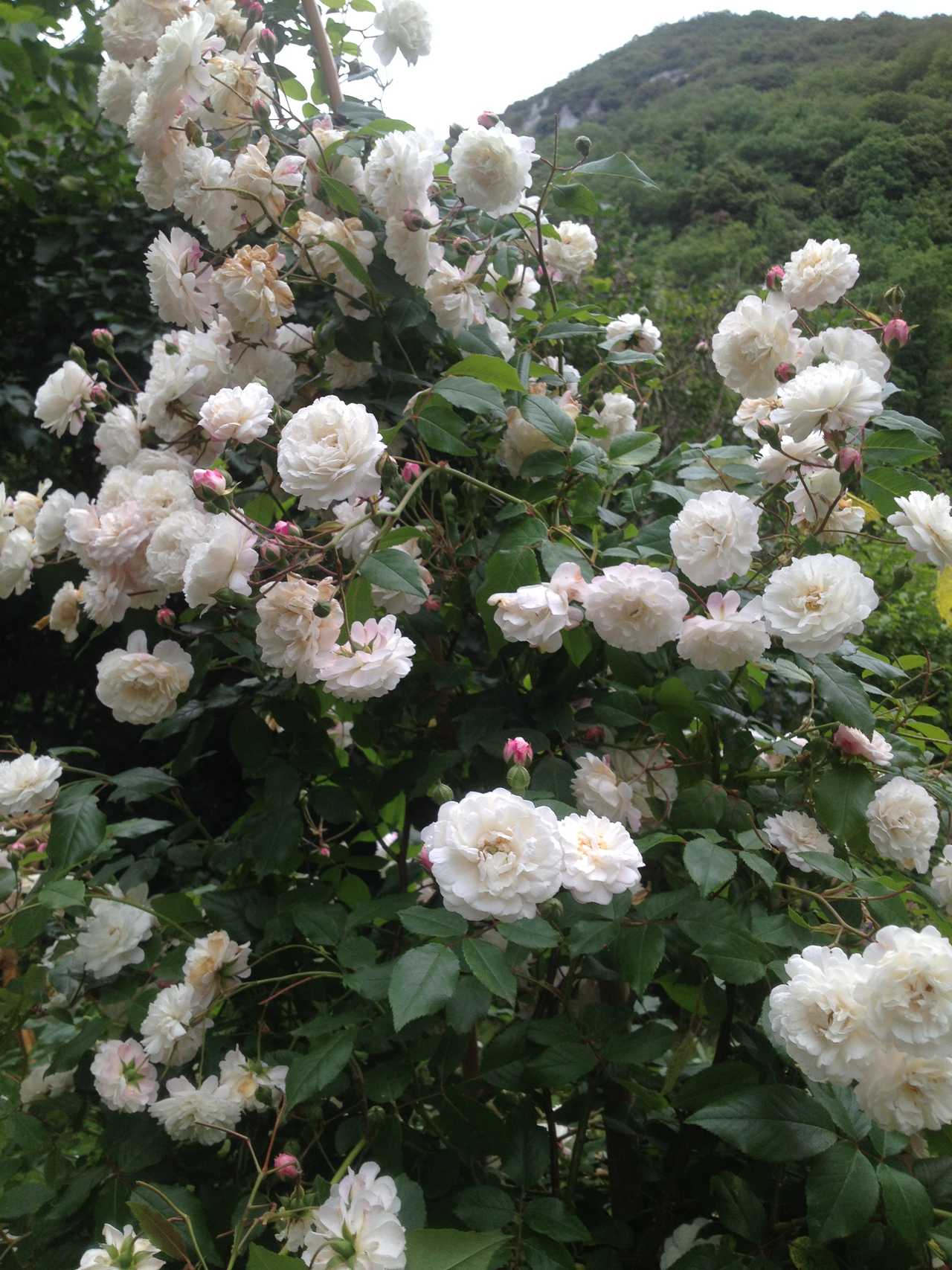 Back to Nature at the Mill!