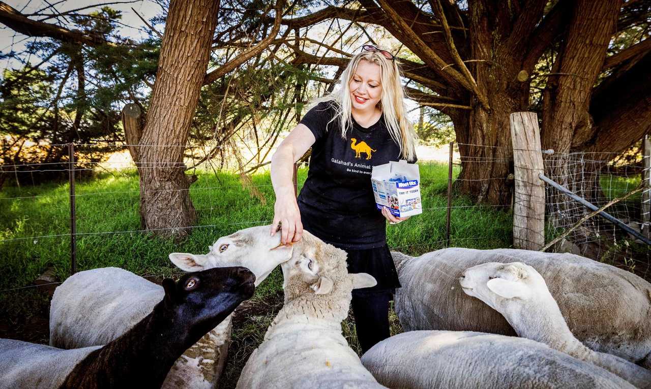 Galahad's Animal Sanctuary B&B