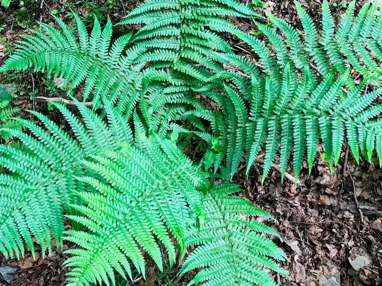 The deep forests of the Black Mountain Fully raw experience