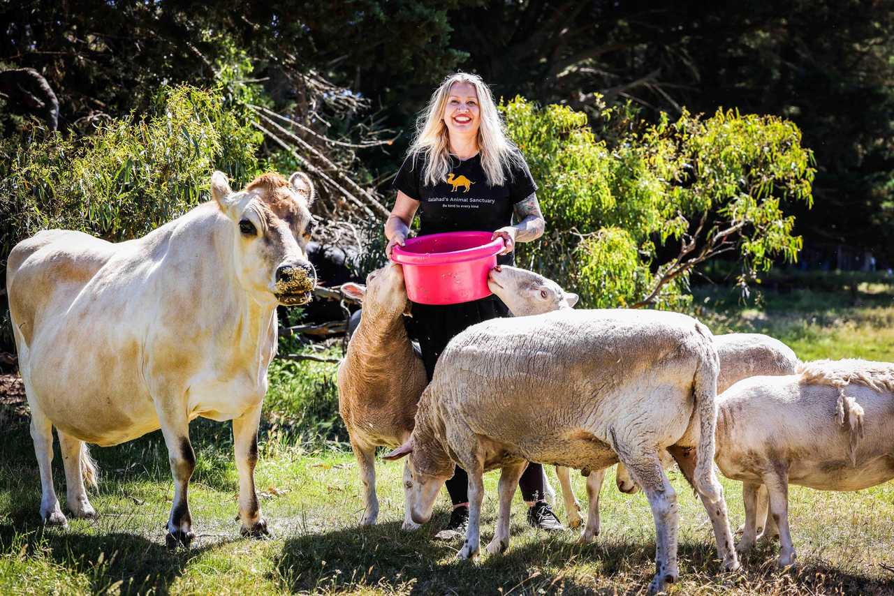 Galahad's Animal Sanctuary B&B