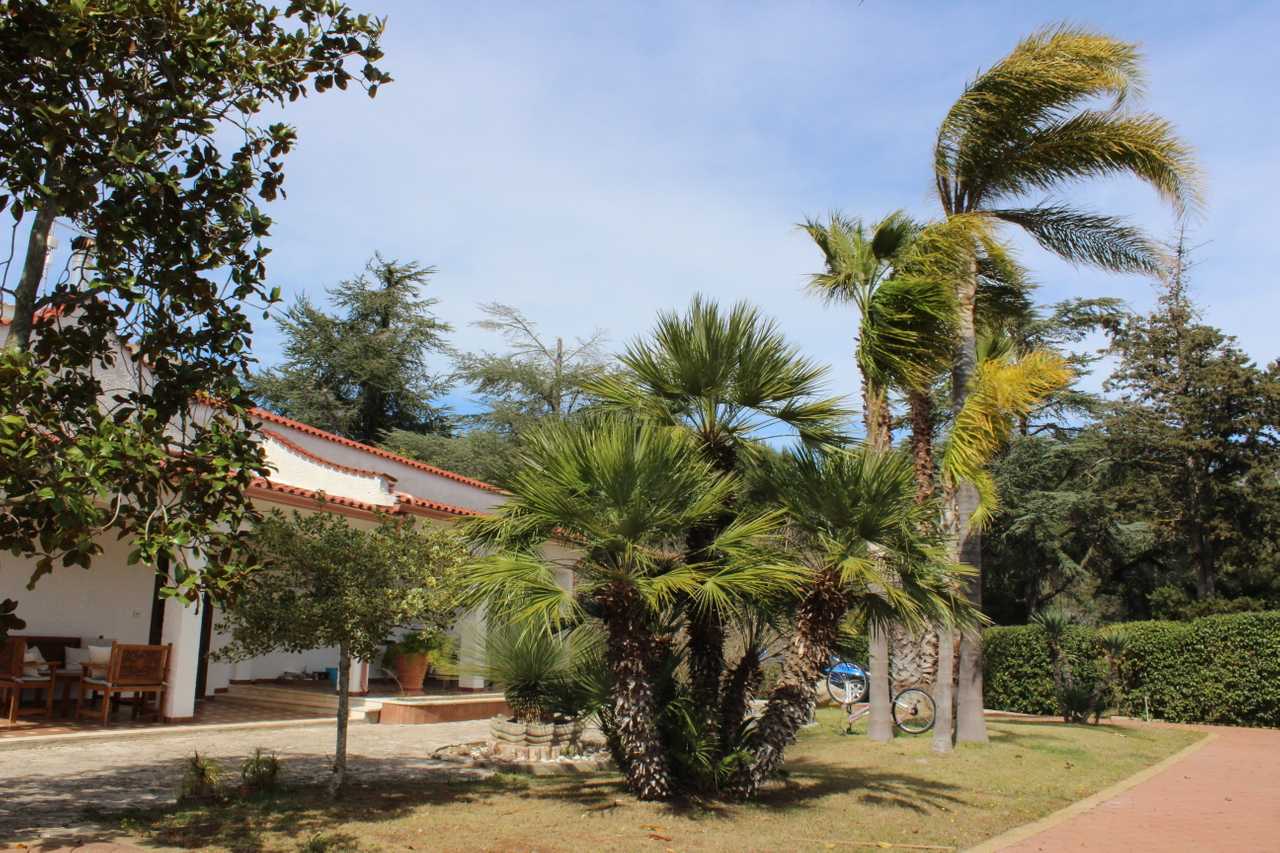 Luxury villa in midst of an ancient olive grove, ideal for families