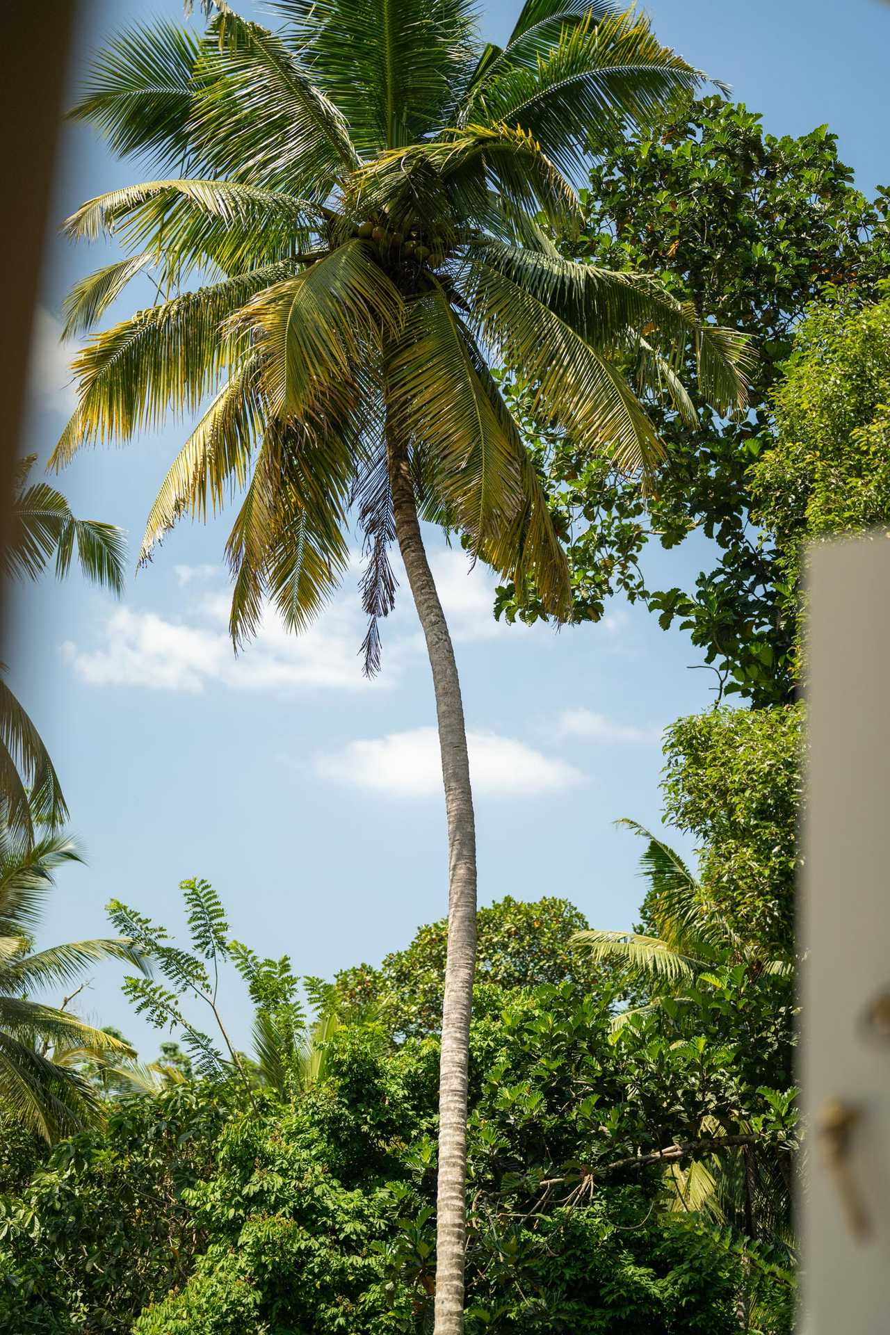 Sri Lankan jungle meets sunny paddy field view