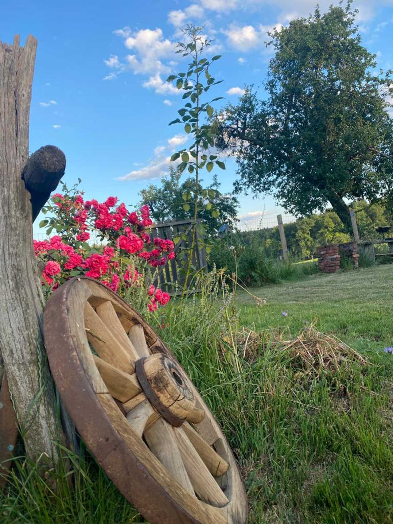 Varm - the vegan farm - a kind of sanctuary for animals and humans