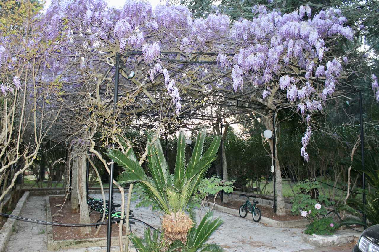 Luxury villa in midst of an ancient olive grove, ideal for families