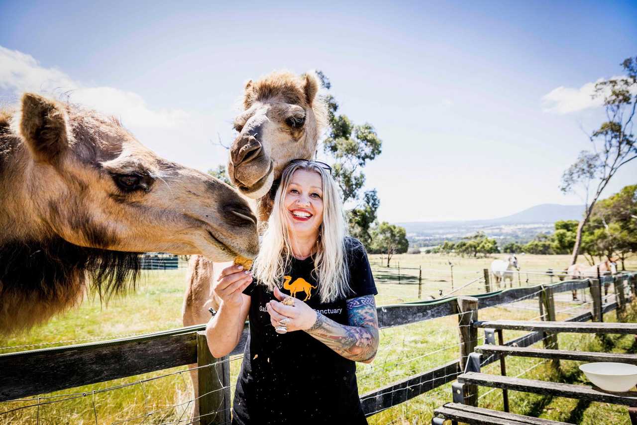 Galahad's Animal Sanctuary B&B