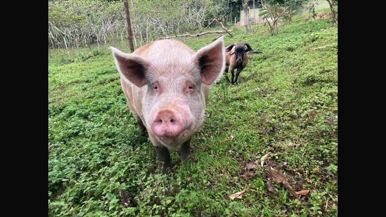 Private room or guesthouse on our VEGAN Animal Sanctuary