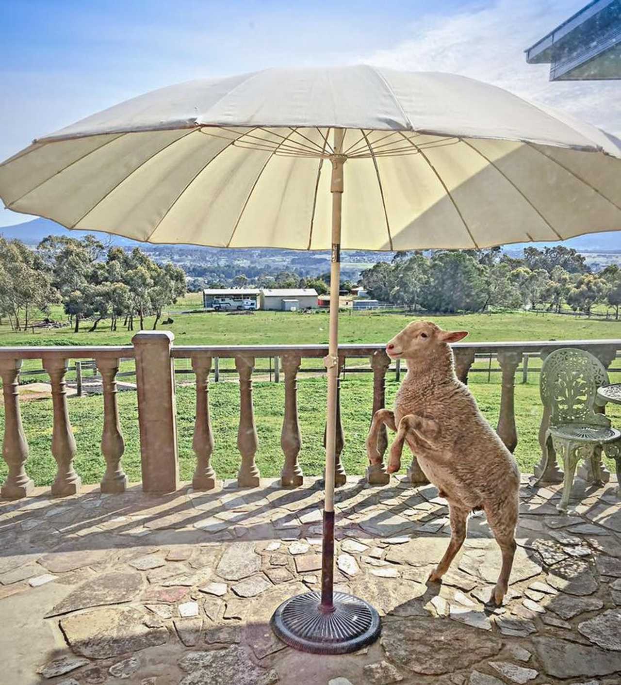 Galahad's Animal Sanctuary B&B