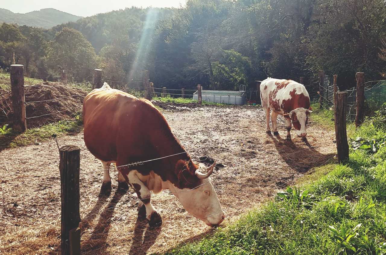 Visit an animal sanctuary and sleep in the hay.