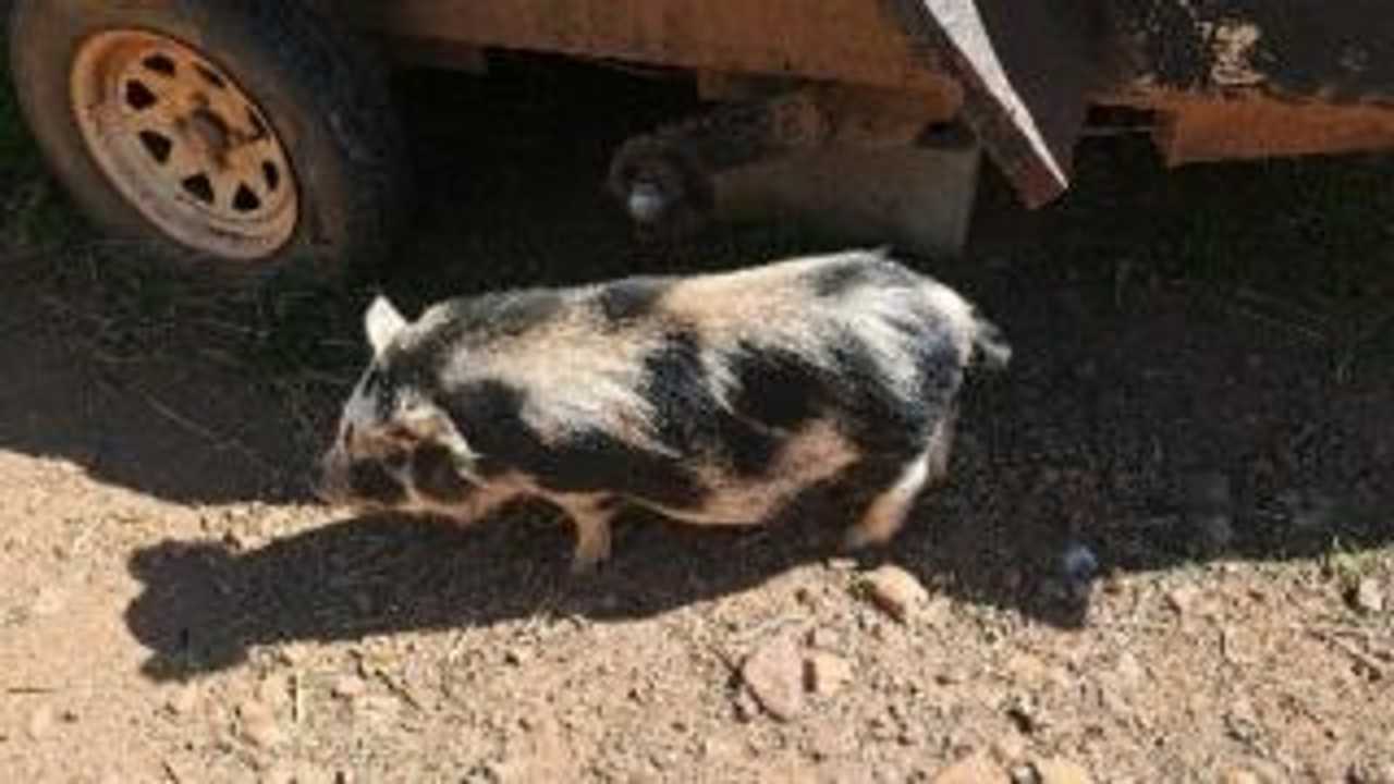 Private Room On Farm Animal Sanctuary W/ Spectacular Views of Mountains