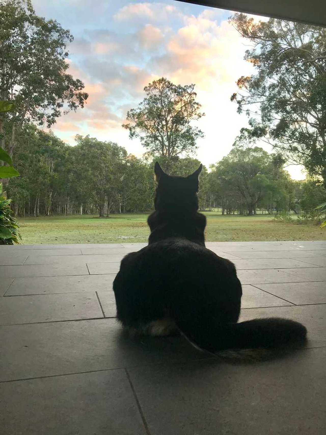 Tranquil Vegan B&B in Noosa region.  In house hospitality and charm 