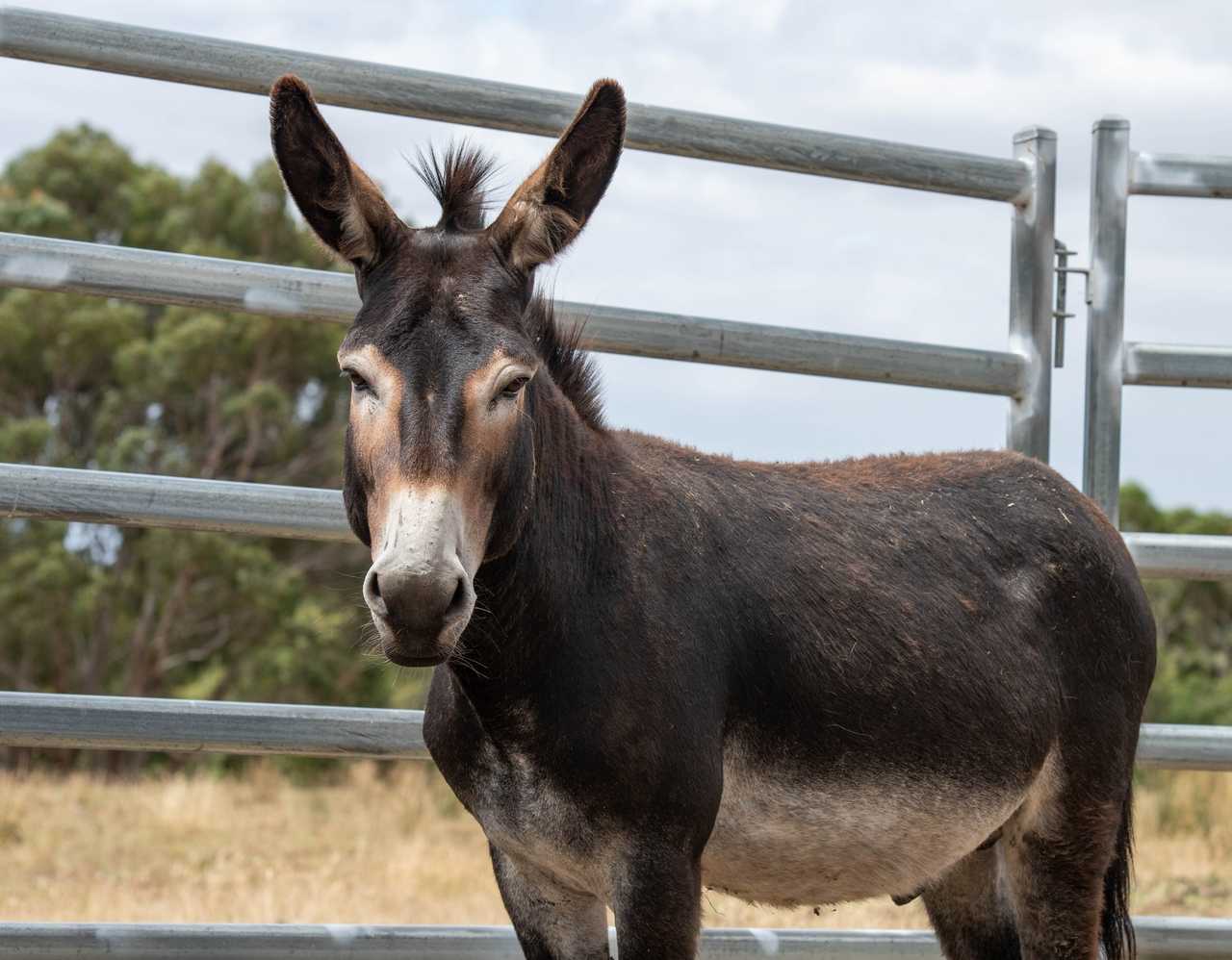 Galahad's Animal Sanctuary B&B