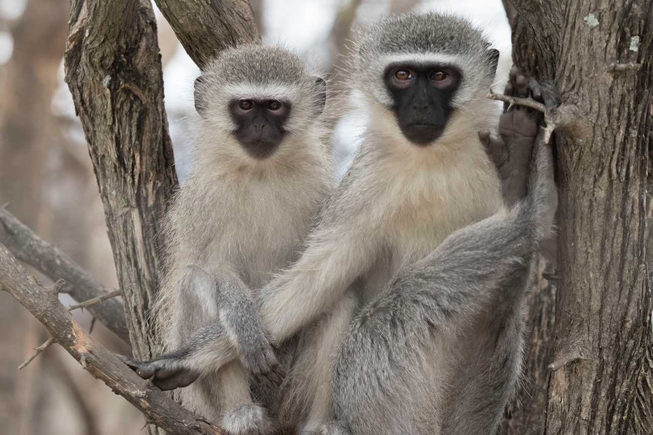 Rubin’s Cottage – A Primate Sanctuary Getaway