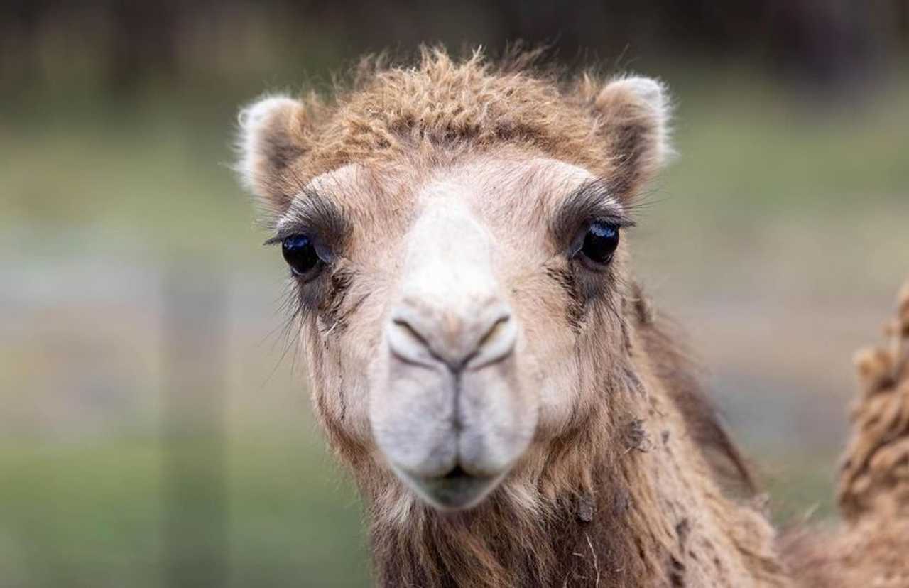 Galahad's Animal Sanctuary B&B