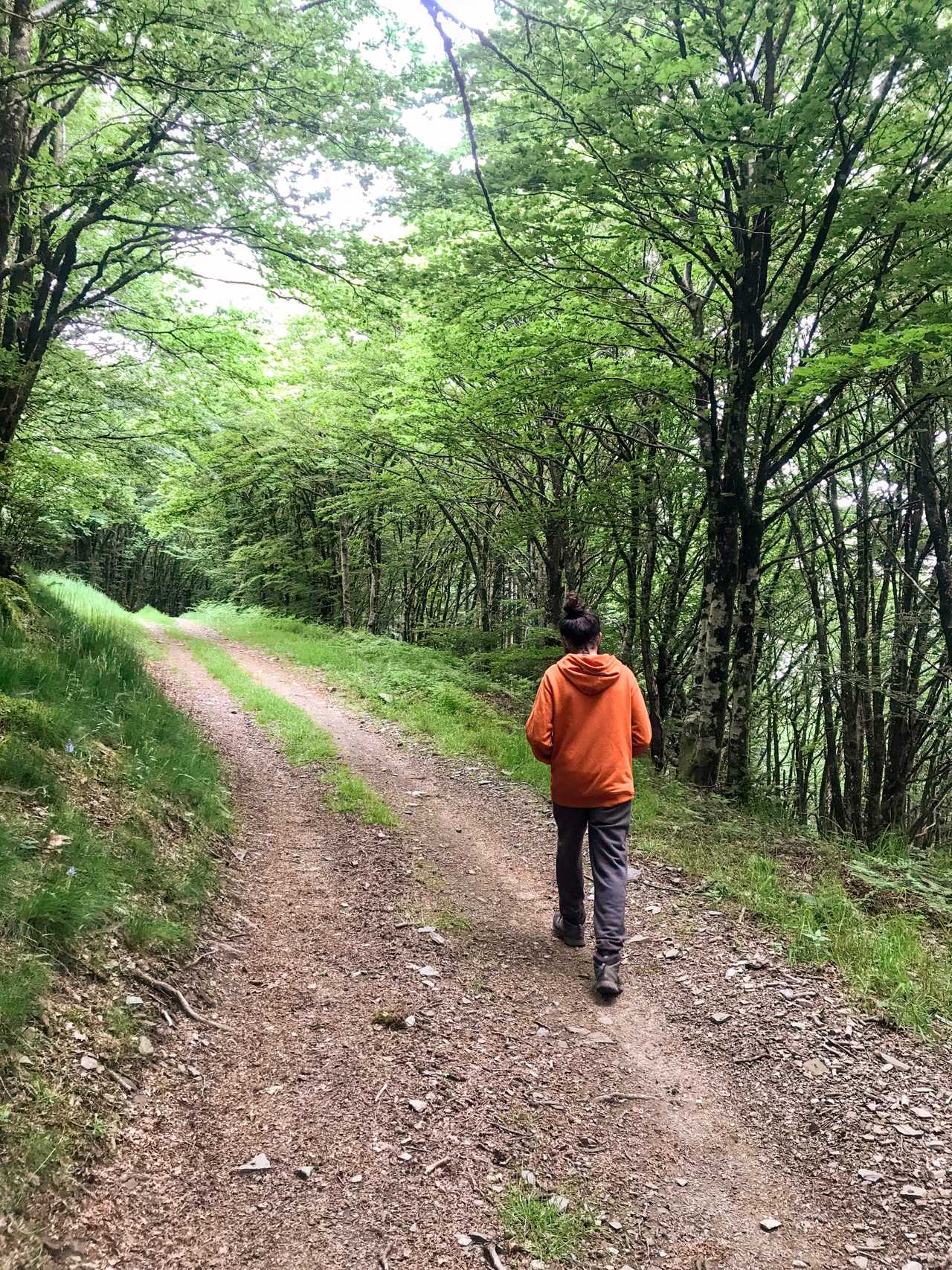 The deep forests of the Black Mountain Fully raw experience