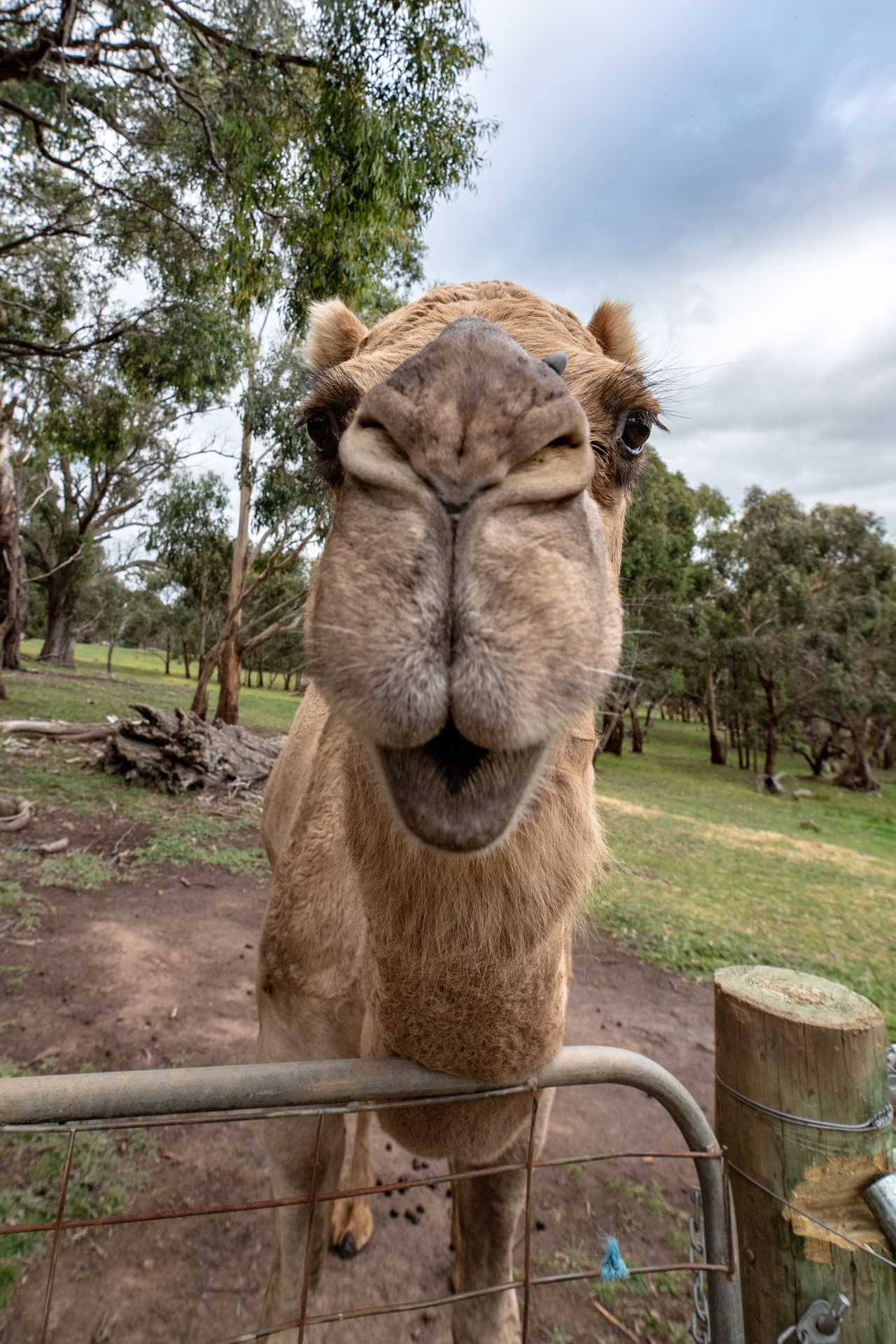 Galahad's Animal Sanctuary B&B