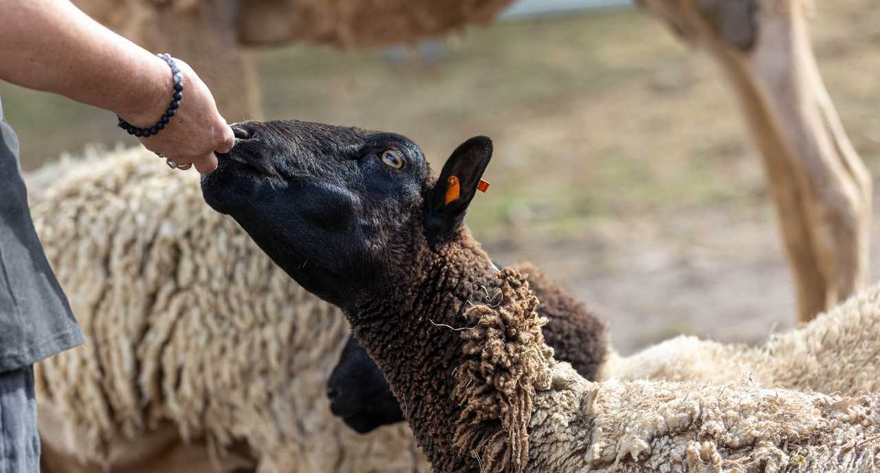 Galahad's Animal Sanctuary B&B