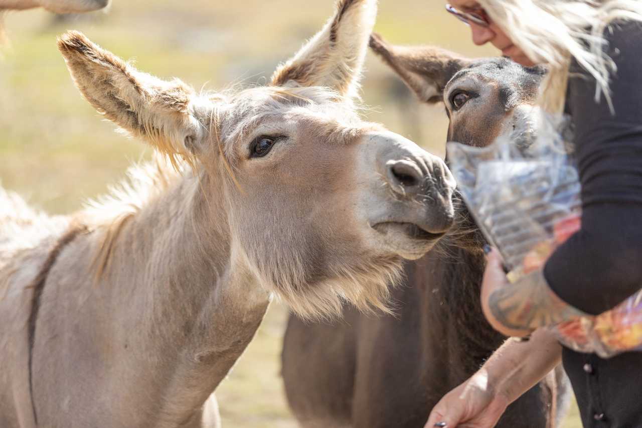 Galahad's Animal Sanctuary B&B