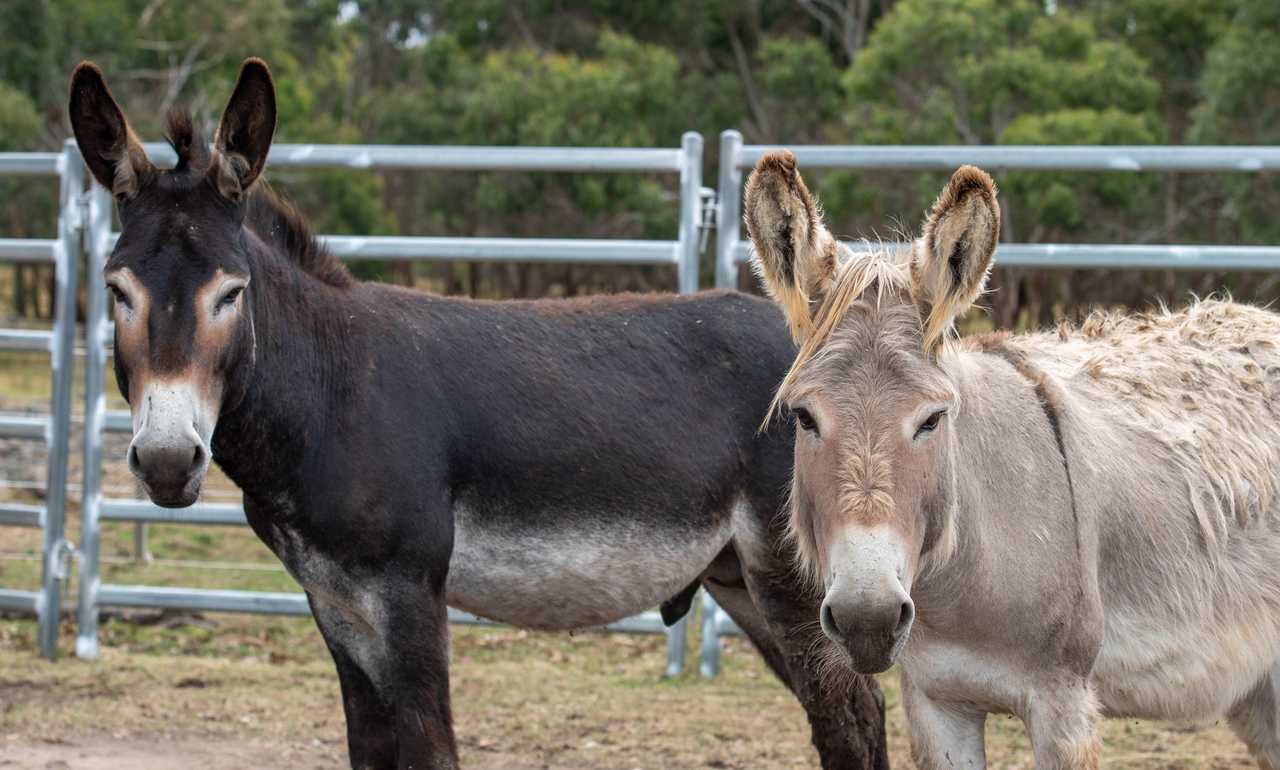 Galahad's Animal Sanctuary B&B