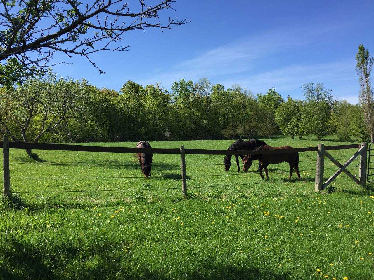 Rest, Relax and Unwind at a Vegan B&B and Animal Sanctuary in Rural Ontario
