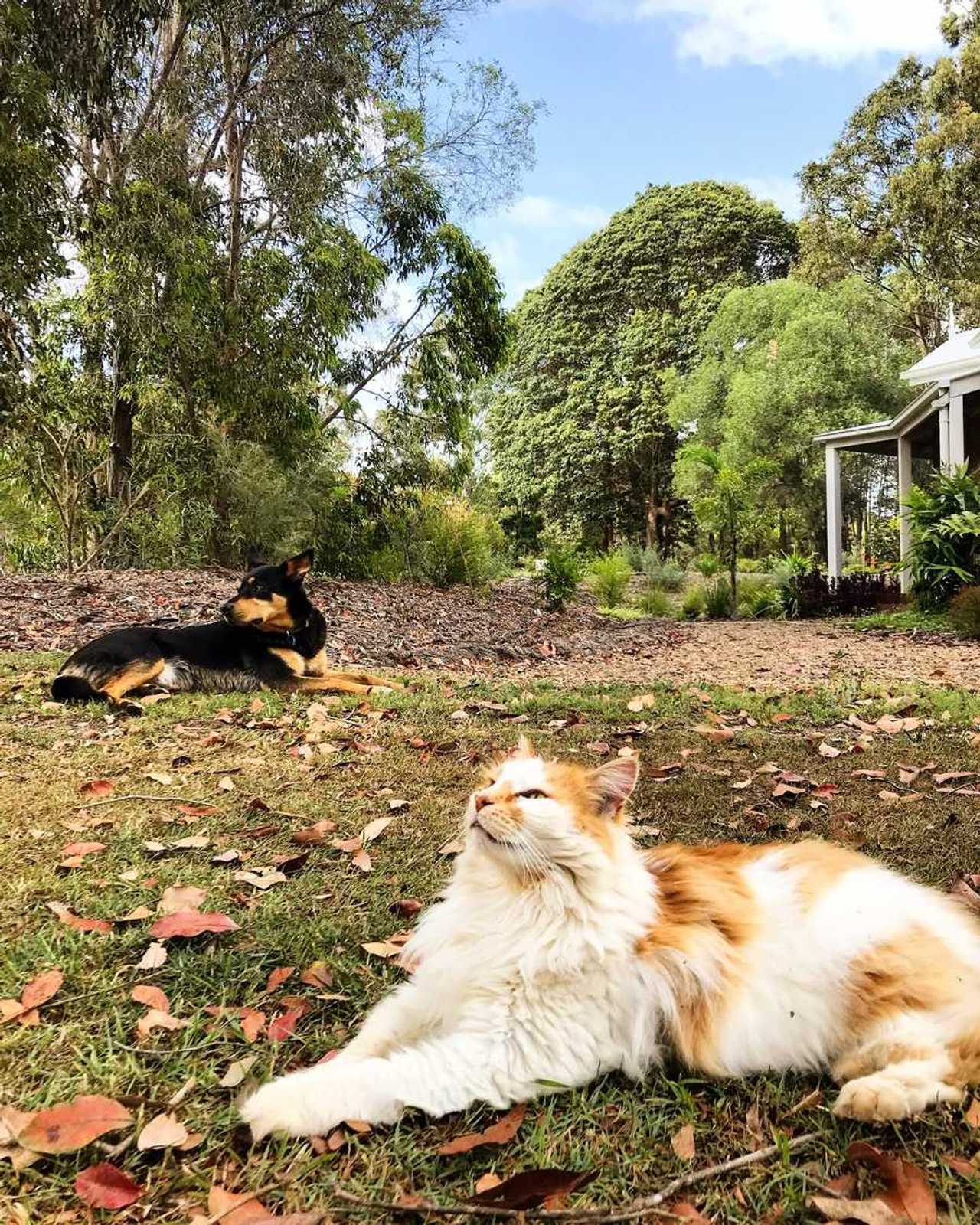Tranquil Vegan B&B in Noosa region.  In house hospitality and charm 