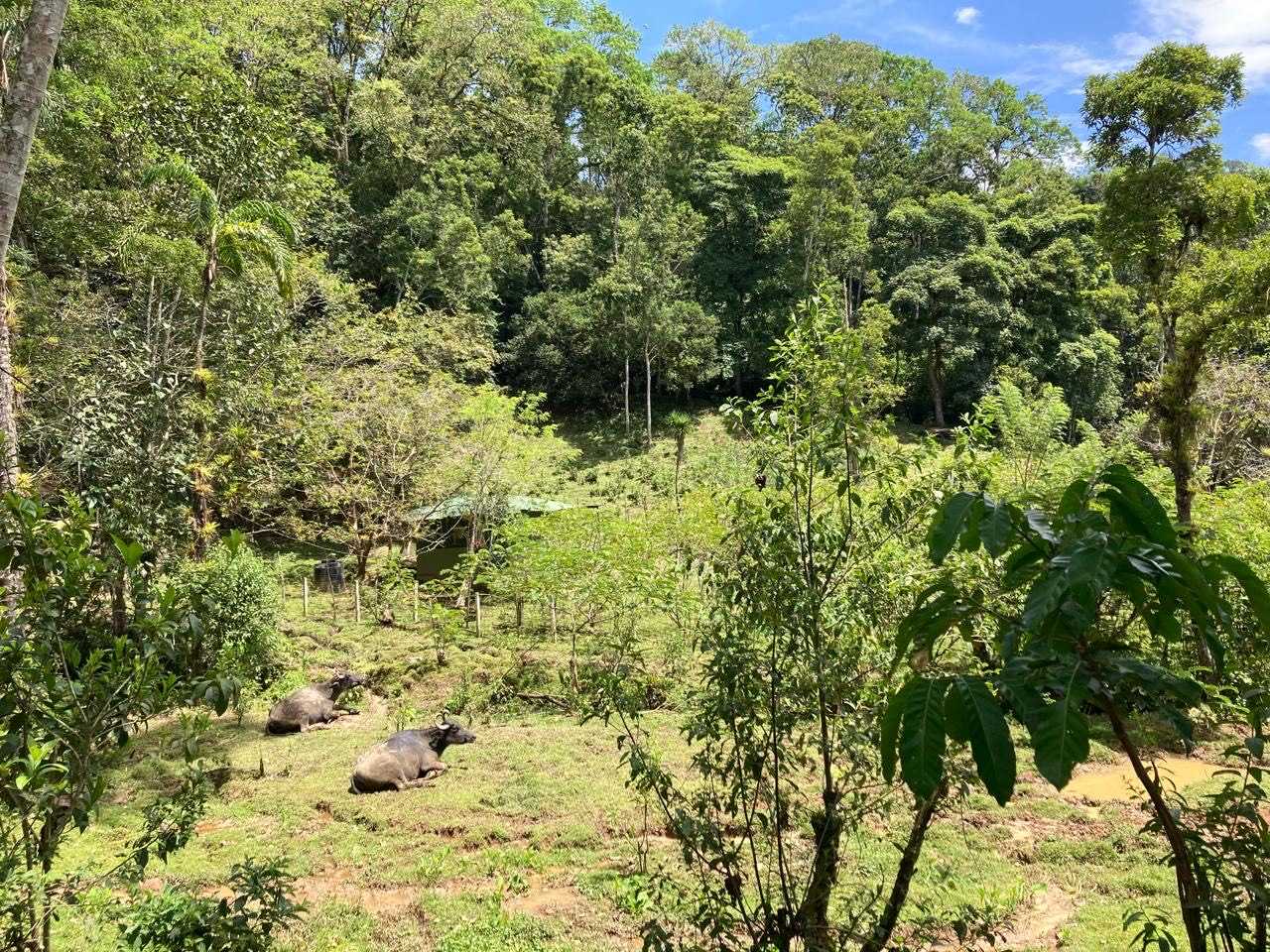 Private room or guesthouse on our VEGAN Animal Sanctuary