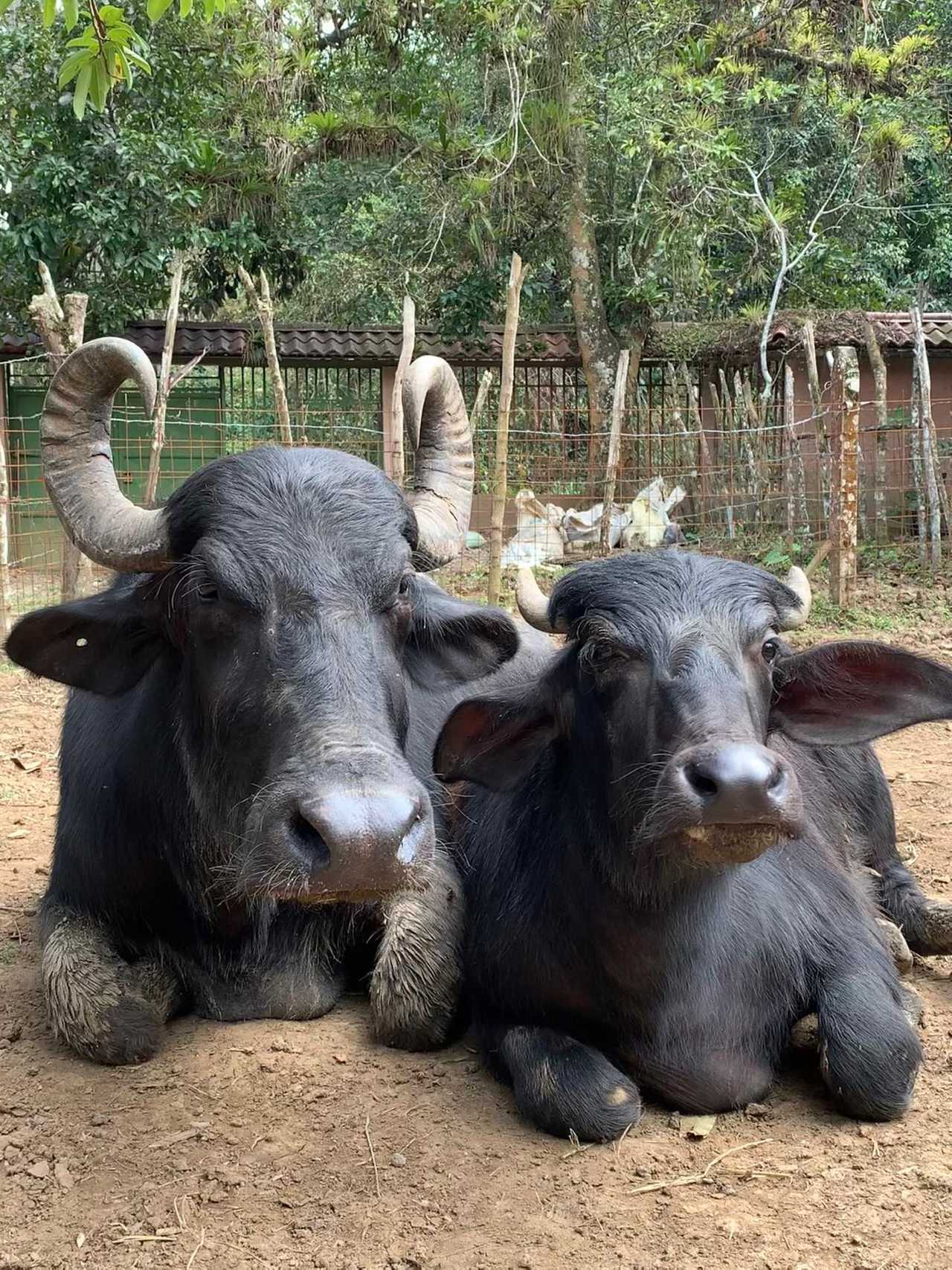 Private room or guesthouse on our VEGAN Animal Sanctuary
