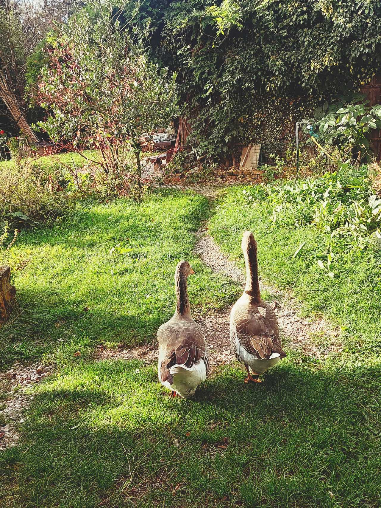Visit an animal sanctuary and sleep in the hay.