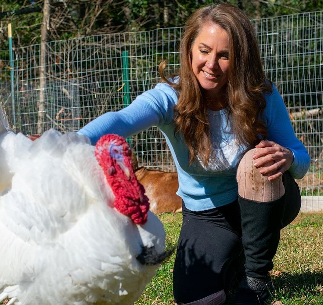 Camping on working animal sanctuary with nearly 50 adorable and friendly animals