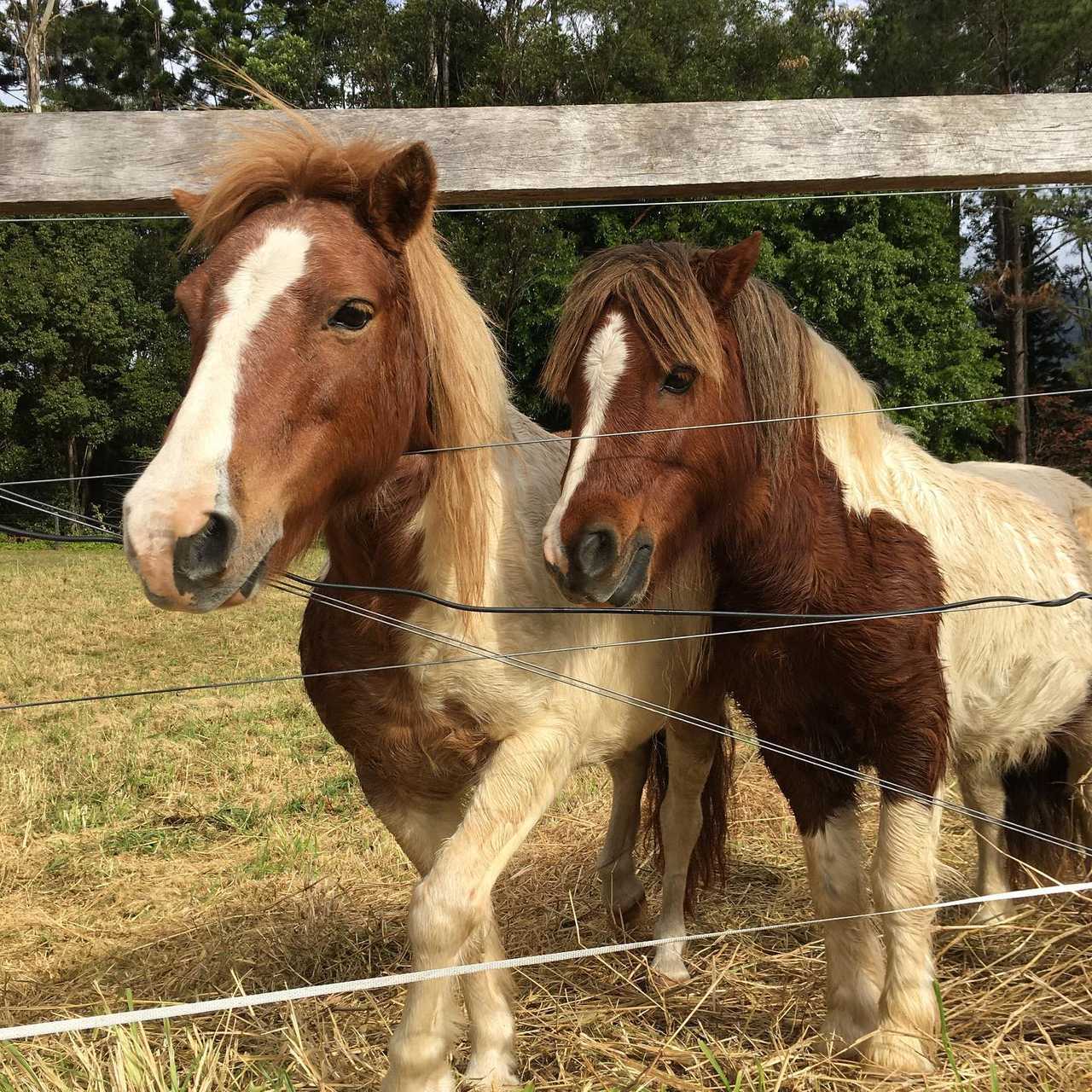 The Kind Farm Horse Rescue - animal loving farm house. 