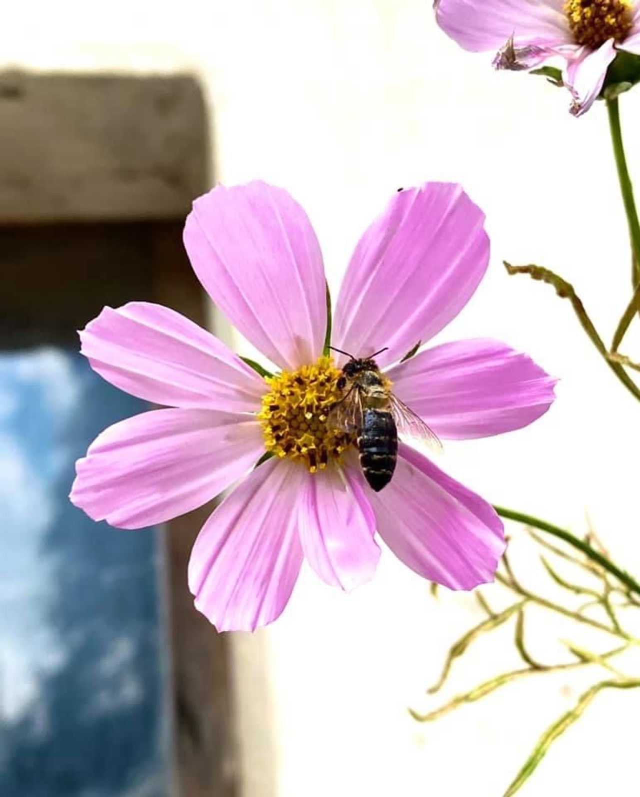 Varm - the vegan farm - a kind of sanctuary for animals and humans