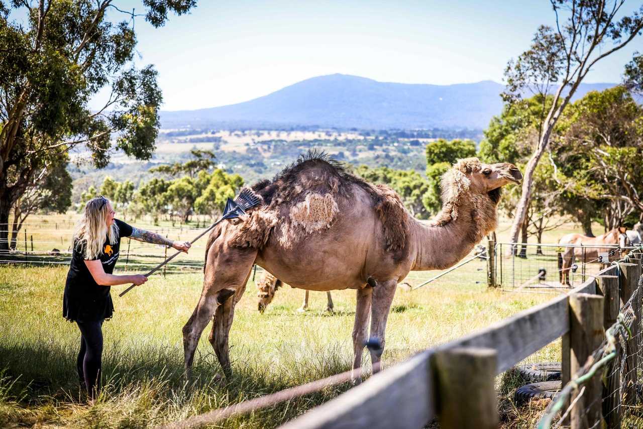 Galahad's Animal Sanctuary B&B